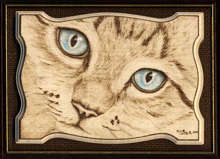 blue eyed boy cat
