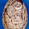 Egg-ceptional Little Owl Chicks