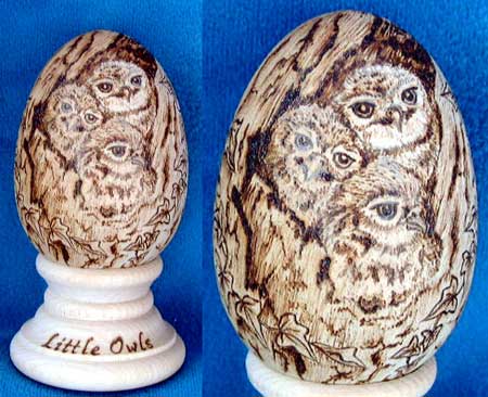 Egg-ceptional Little Owl Chicks
