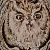 Egg-ceptional Screech Owl
